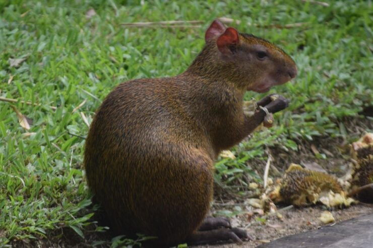 From Puerto Maldonado: 3-Day Tambopata Jungle Adventure - Inclusions in the 3-Day Package