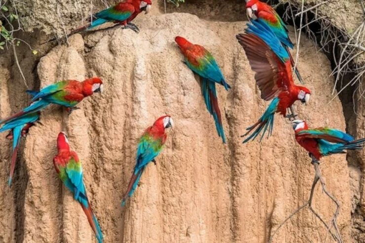 From Puerto Maldonado: Macaw Clay Lick 2 Days - Activity Details