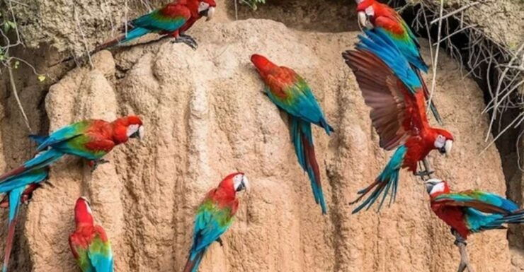 From Puerto Maldonado: Macaw Clay Lick 2 Days - Experience Highlights