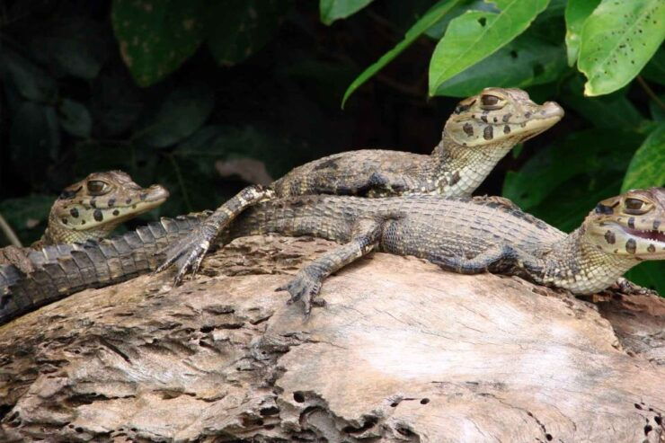 From Puerto Maldonado: Tambopata 3-Day Rainforest Tour - Booking Details