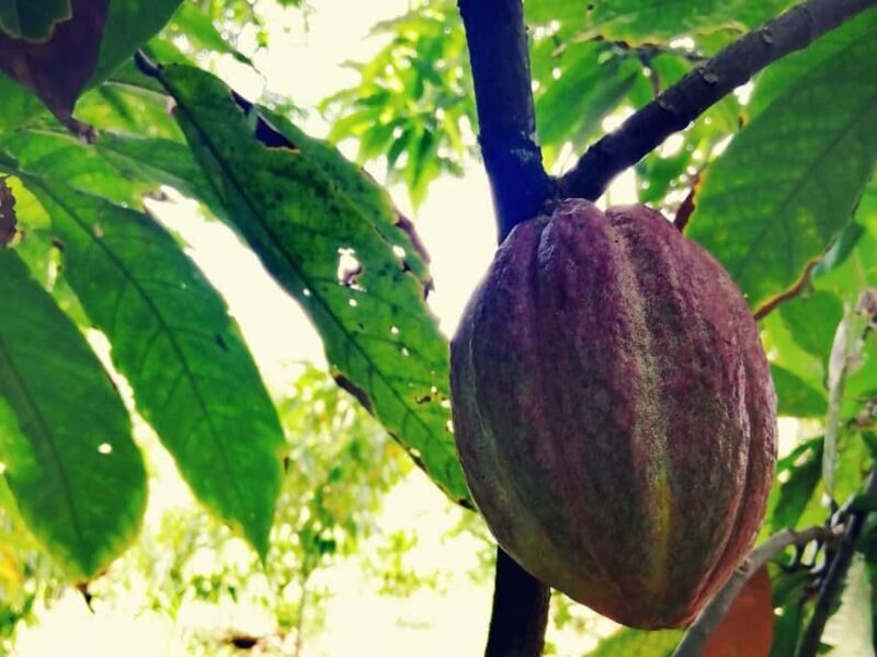 From Puerto Plata Priv: Cocoa, Coffee, Cigars & Local Market - Exploring the Day in Detail