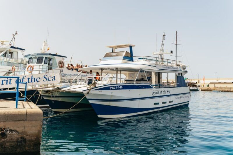 From Puerto Rico De Gran Canaria: Dolphin Watching Cruise - Wildlife Experience