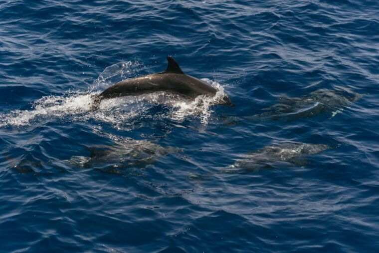 From Puerto Rico De Gran Canaria: Dolphin Watching Cruise - Crew and Guidance