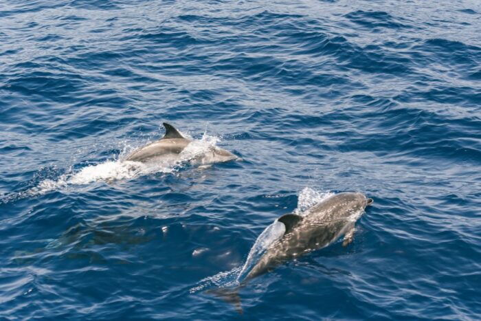 From Puerto Rico De Gran Canaria: Dolphin Watching Cruise - Responsible Tourism Practices