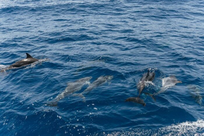 From Puerto Rico De Gran Canaria: Dolphin Watching Cruise - Frequently Asked Questions