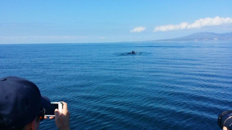 From Puerto Vallarta/Nuevo Vallarta: Whale Watching Cruise - Activity Details