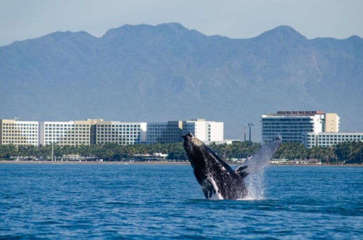 From Puerto Vallarta/Nuevo Vallarta: Whale Watching Cruise - Experience Highlights