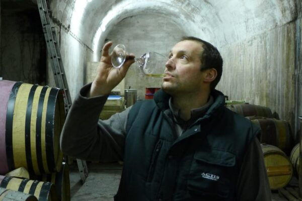 From Pula or Rovinj: Istrian Wine Express Tour - Exploring Istrian Wine