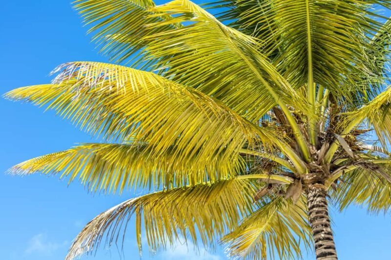 From Punta Cana: Catamaran Cruise to Saona Island with Lunch - Practical Details and What to Expect