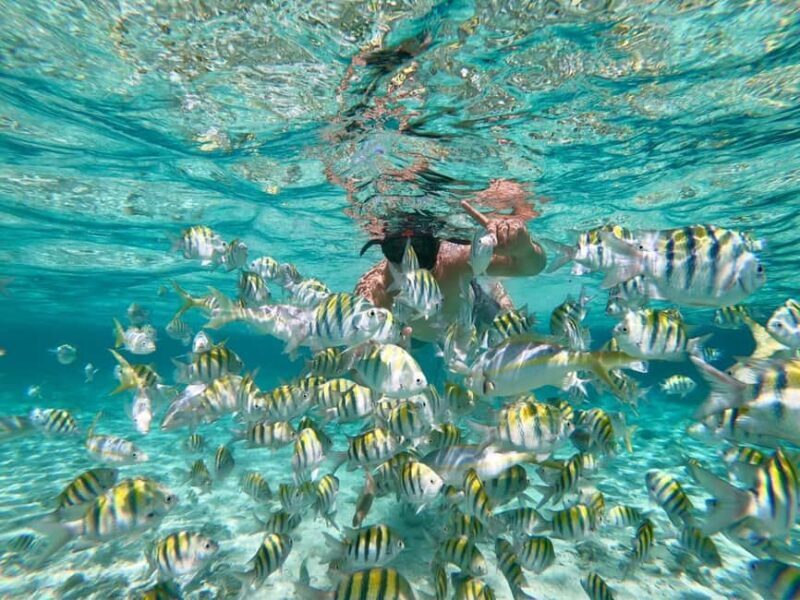 From Punta Cana: Exclusive Catalina Island Tour with Transportation and Lunch - Authentic Experiences From Guest Reviews