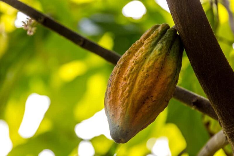 From Punta Cana: Full-Day Island Tour with Lunch - Who Will Love This Tour?