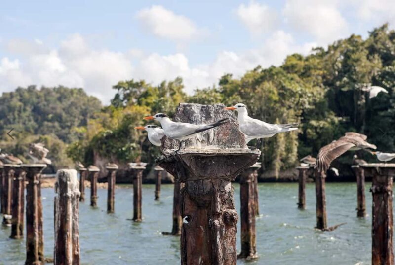 From Punta Cana: Los Haitises Tour: Mangroves, Caves + Round Mountain - Good To Know