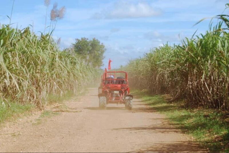 From Punta Cana or La Romana: Sugarcane Fields Buggy or Quad - Good To Know