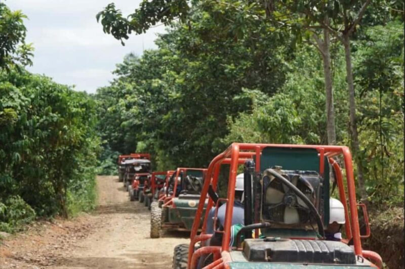 From Punta Cana or La Romana: Sugarcane Fields Buggy or Quad - Pricing and Value