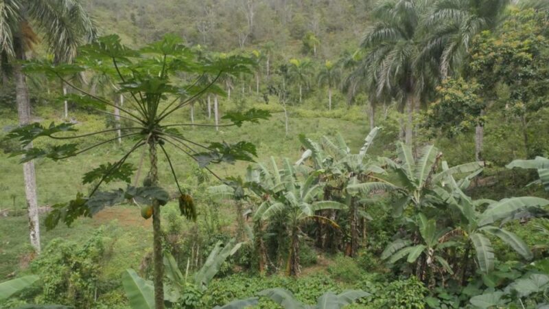 From Punta Cana: Samaná, Cayo Levantado & El Limón Waterfall - Whats Included and What to Expect