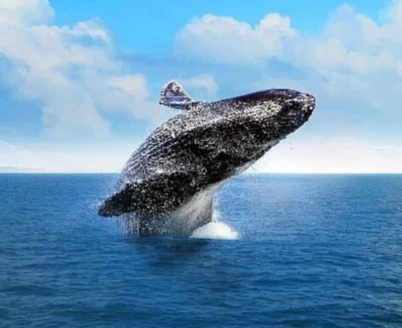 From Punta Cana Samana Tour With Cascada El Limon And Food - Introduction: What to Expect from This Samaná Day Trip