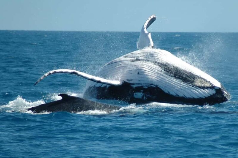 From Punta Cana: Sanctuary Whale Watching Day Trip - The Itinerary: What to Expect