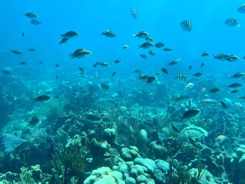 From Punta Cana: Small Group Catalina Island Snorkeling Tour - Exploring the Small Group Catalina Island Snorkeling Tour from Punta Cana