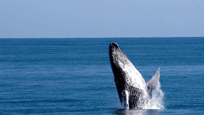 From Punta Cana: Whale Watching and Beaches Day Trip - Good To Know