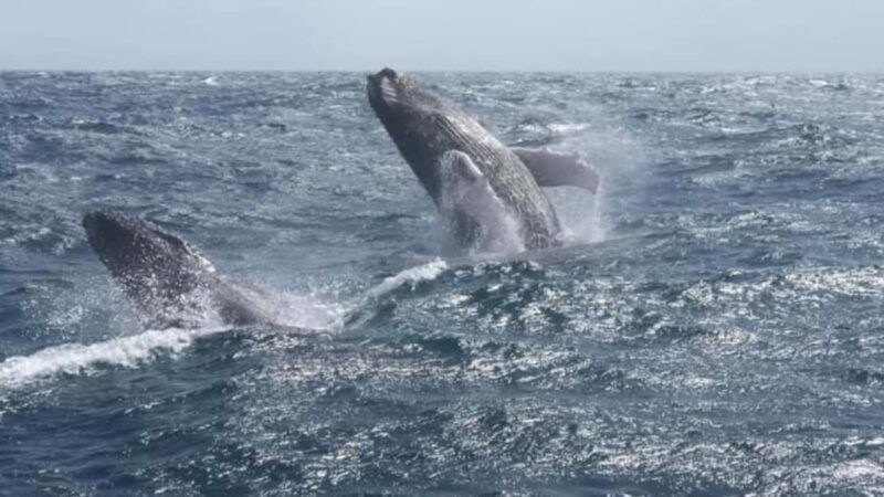 From Punta Cana: Whale Watching and Montana Redonda Tour - Authenticity and Value