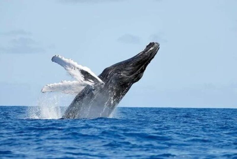 From Punta Cana: Whale Watching and Montana Redonda Tour - Who Will Love This Tour?
