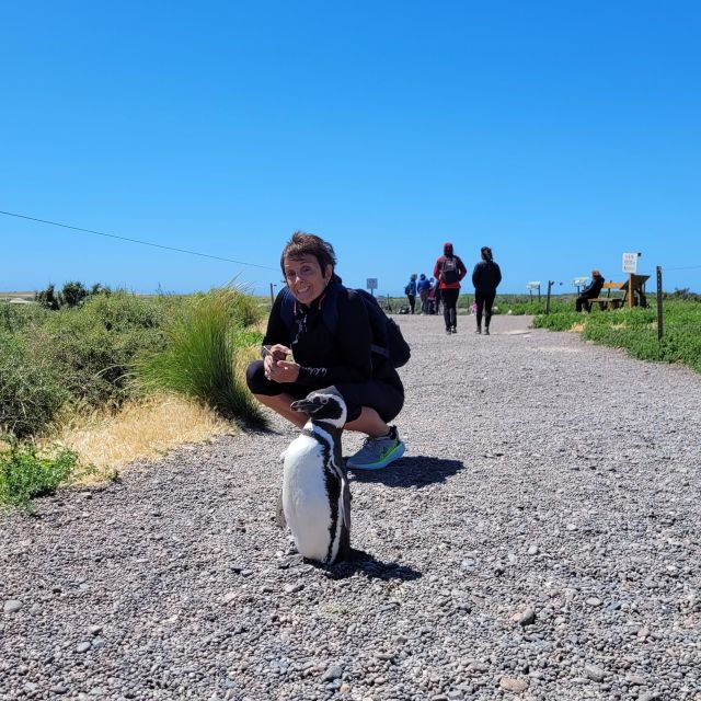 From Punta Madryn: Punta Tombo Shore Excursion With Lunch - Booking Details