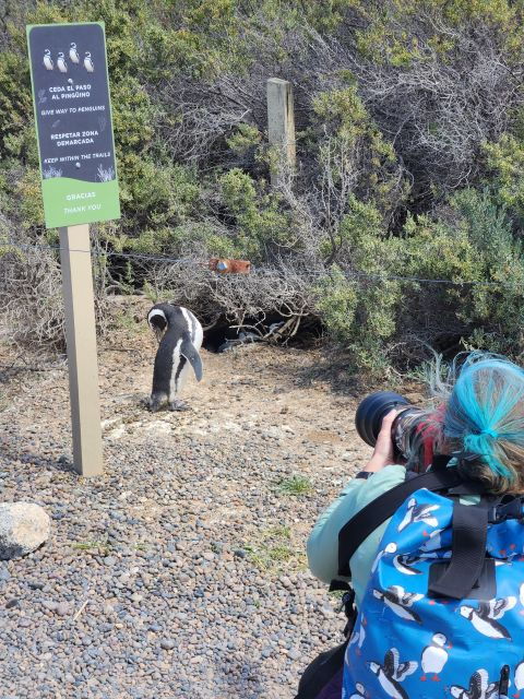 From Punta Madryn: Punta Tombo Shore Excursion With Lunch - Experience
