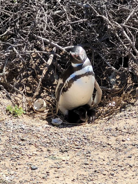 From Punta Madryn: Punta Tombo Shore Excursion With Lunch - Highlights