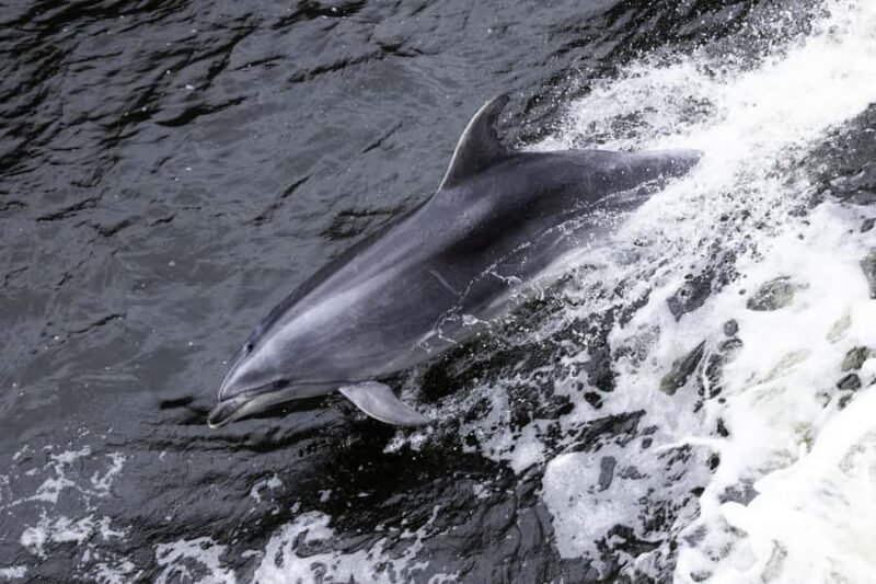 From Queenstown: Milford Sound Business Class with Cruise - The Journey to Milford Sound: What to Expect