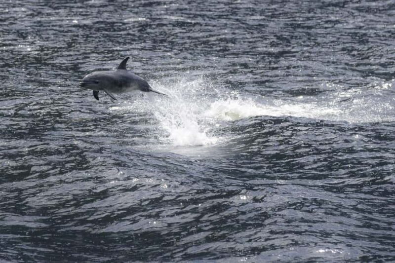 From Queenstown: Milford Sound Cruise and Coach Day Tour - The Itinerary: What to Expect