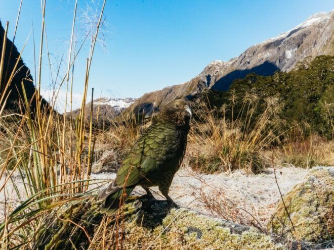 From Queenstown: Milford Sound Cruise and Coach Day Trip - Wildlife Spotting and Onboard Amenities