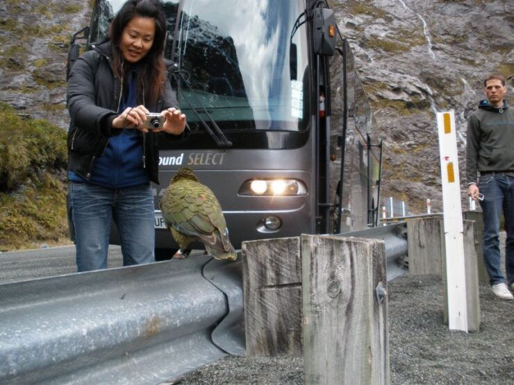 From Queenstown: Milford Sound Premium Day Tour and Cruise - Booking Details