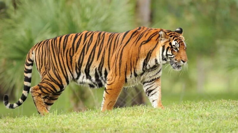 From: Ranthambore: Guided Tiger Safari in Canter - The Experience in Detail