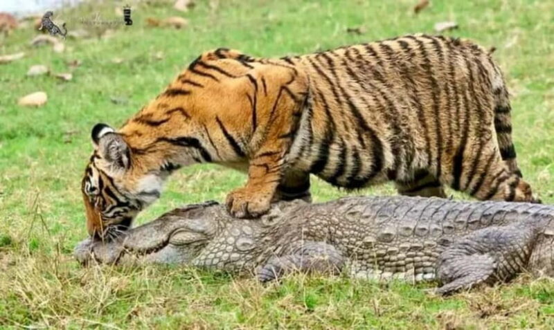 From: Ranthambore: Guided Tiger Safari in Canter - The Sum Up