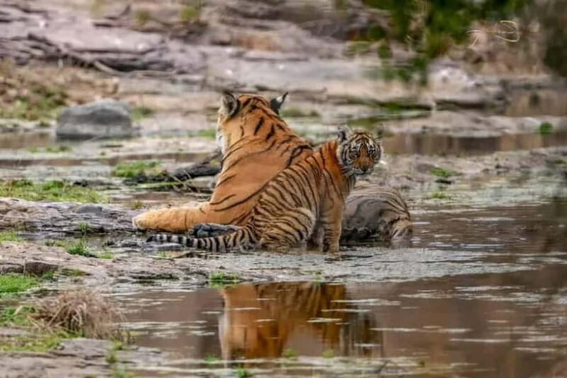 From: Ranthambore: Guided Tiger Safari in Canter - FAQ