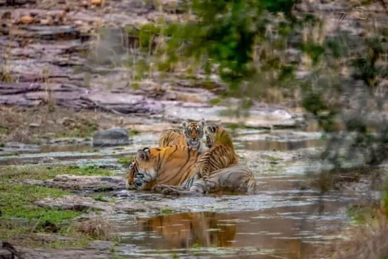 From: Ranthambore: Guided Tiger Safari in Canter - Exploring Ranthambore: The Heart of the Safari