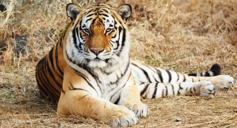 From: Ranthambore: Guided Tiger Safari in Canter - The Practical Side: Booking and What to Bring