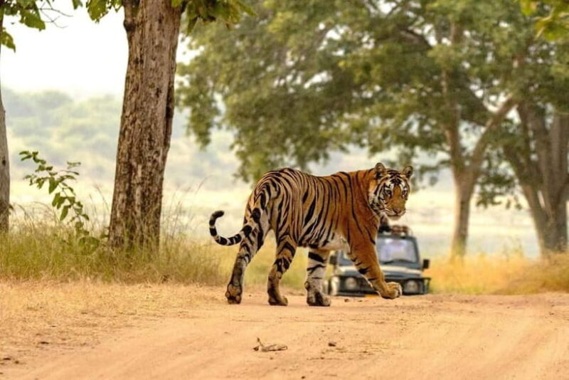 From Ranthambore: Official Tiger Safari in Canter With Guide - FAQs