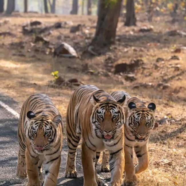 From Ranthambore: Official Tiger Safari in Canter With Guide - Authentic Experiences & Honest Feedback