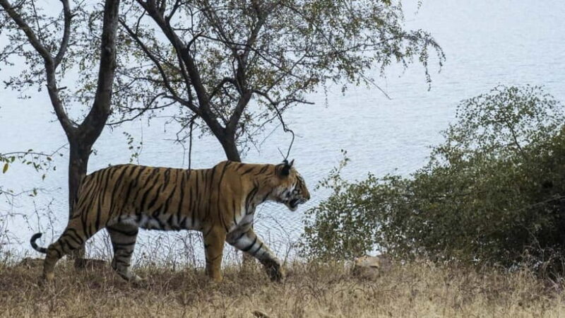 From Ranthambore: Official Tiger Safari in Canter With Guide - The Sum Up