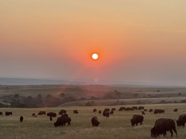 From Rapid City: Badlands National Park Trip With Wall Drug - Common Questions