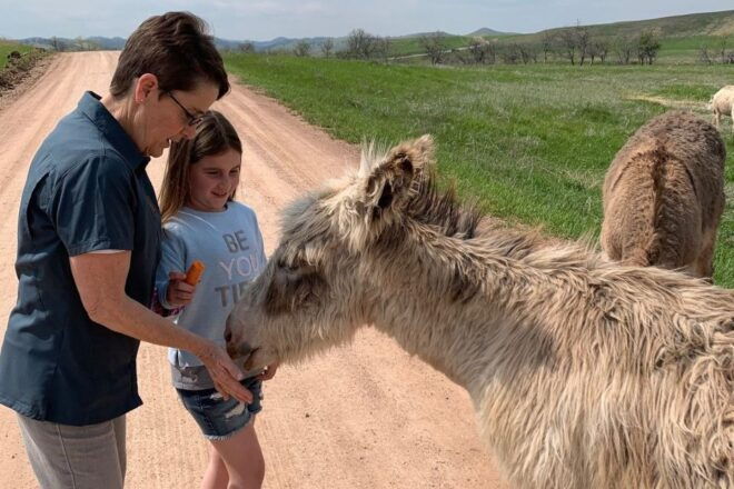 From Rapid City: Custer State Park Private Safari and Hiking - Highlights