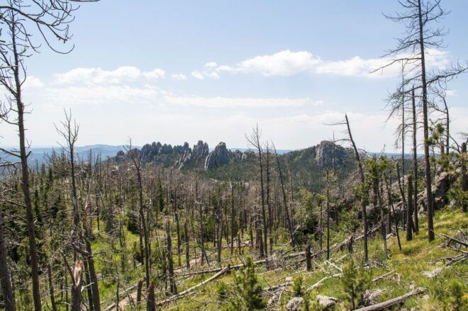 From Rapid City: Custer State Park Private Safari and Hiking - Booking and Payment