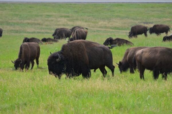 From Rapid City: Custer State Park Private Safari and Hiking - Wildlife in Custer State Park