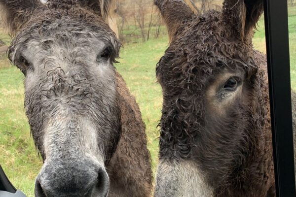 From Rapid City: Custer State Park Private Safari and Hiking - Lunch and Dining Options
