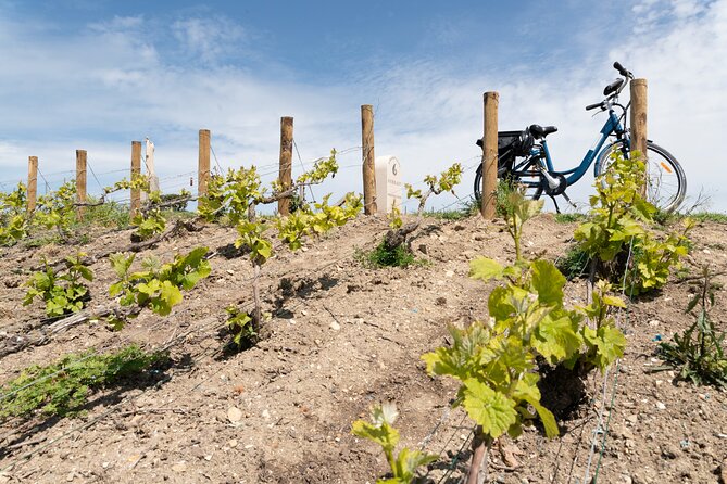 From Reims Afternoon E-Bike Tour, Visit and Champagne Tastings - Cancellation Policy