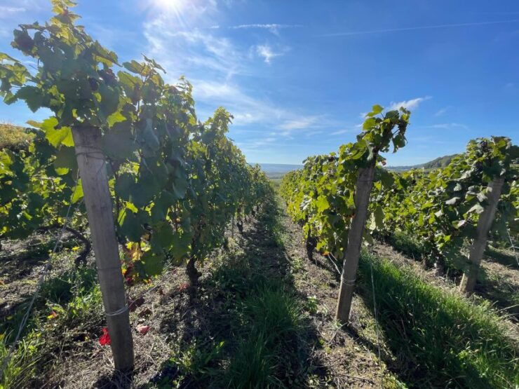 From Reims/Epernay: Champagne Half-Day Tour (Small Group) - Tour Experience