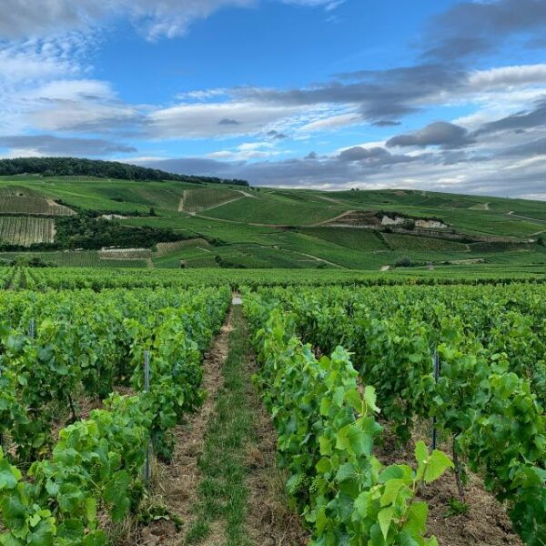 From Reims/Epernay : the Connaisseurs With 9 Tastings (Am) - Explore the Champagne Production Process