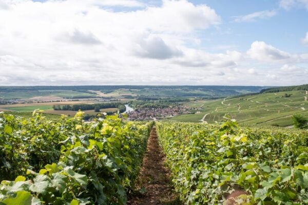 From Reims: Full Day Mumm, Family Growers With Lunch - Booking Information
