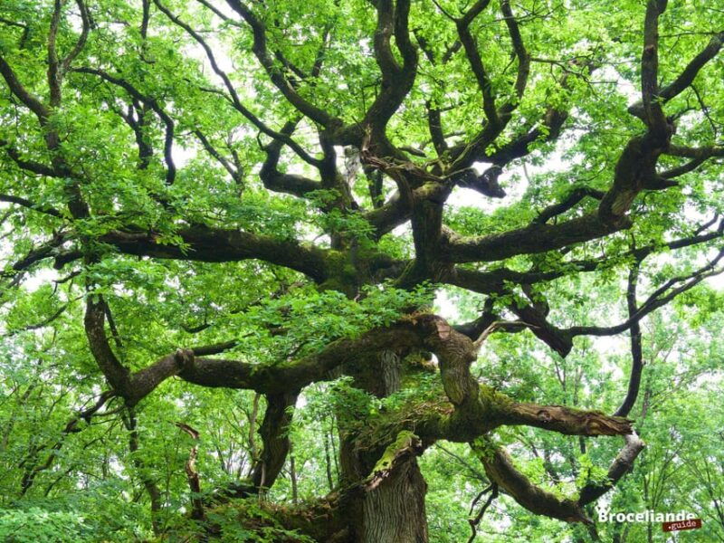 From Rennes: Brocéliande and Carnac Day Trip - Overview of the Day Trip